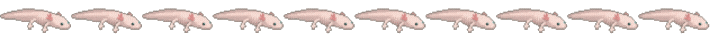 axolotls